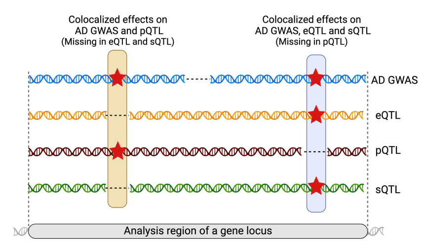 Illustration of partial overlapping variants across traits